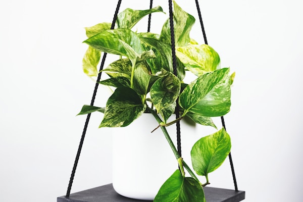 AC米兰圣西罗球场宏伟外观全景图